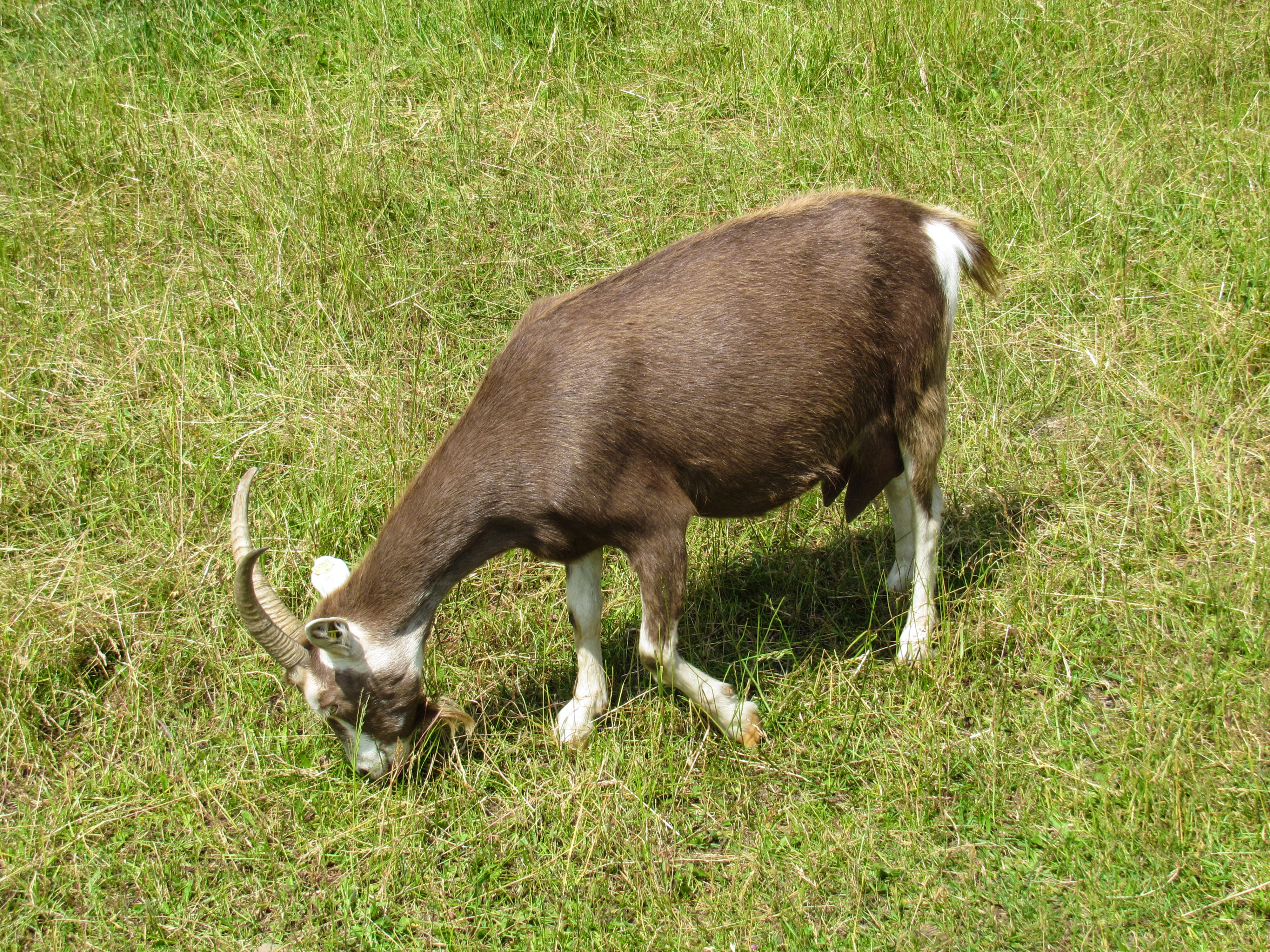 Goat_Eating_Grass.jpg