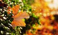 Planning Your Fall Destination Honeymoon!