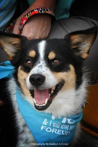 LI’s Adorable Adoptable Pets: Bandit, the Corgi Mix That Will Steal Your Heart