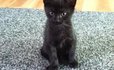 LI’s Adorable Adoptable Pets: Kittens Galore at Save-a-Pet
