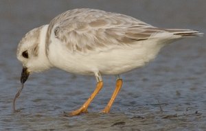 Hurricane Sandy a Blessing in Disguise for Piping Plovers in Search of Sandy Areas to Nest