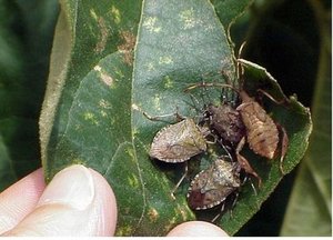 Stink Bugs Have Invaded Long Island Longisland Com