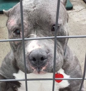 LI’s Adorable Adoptable Pets: Rescued from the Ring, Tilly Looks for the Quiet Life