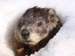 NCSPCA: Guess The Ground Hog Was Right