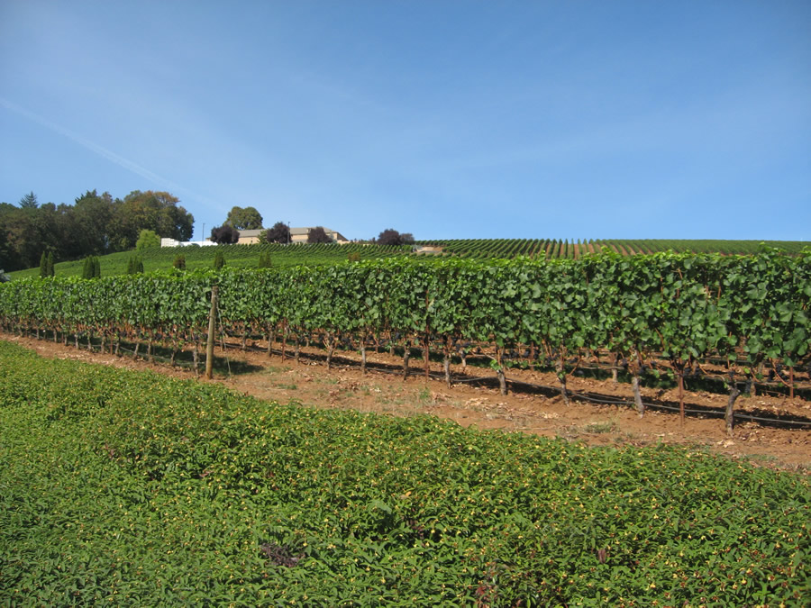 Wineries & Vineyards