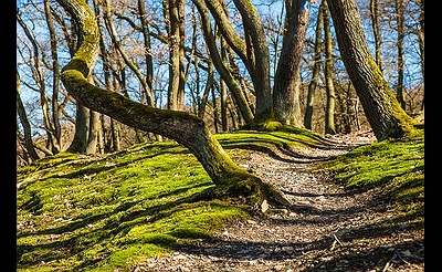 VIRTUAL/IN-PERSON: Virtual Guided Woodland Hike