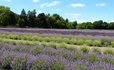 Lavender by the Bay