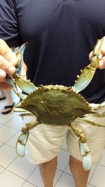 Blue Claw Crabs