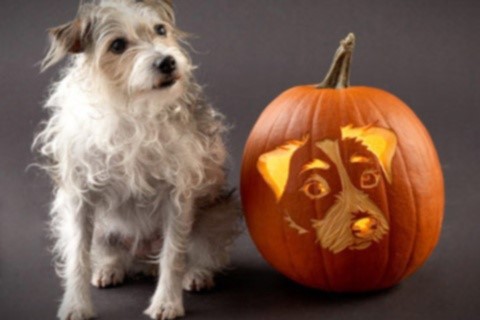 Suffolk County SPCA Halloween Pet Safe Alert LongIsland com