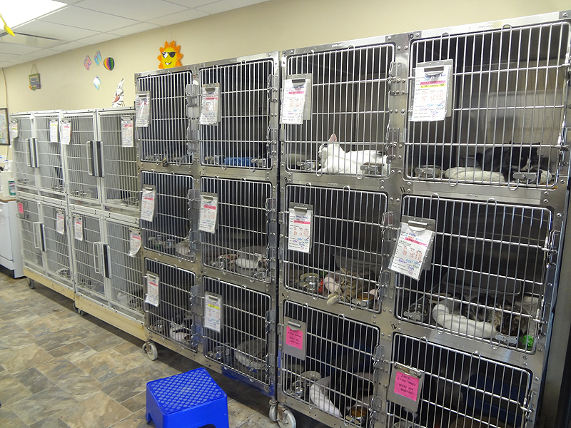 A Look At Long  Island  s Growing Feral Cat  Epidemic What 