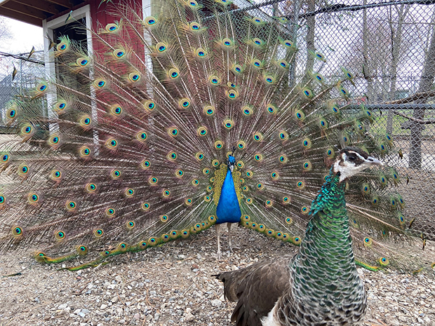 petting farms near me open today