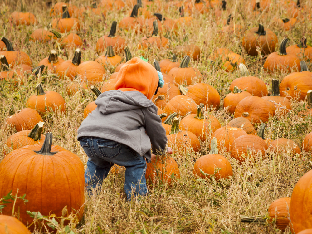 Pumpkin Picking Destinations on Long Island This Fall