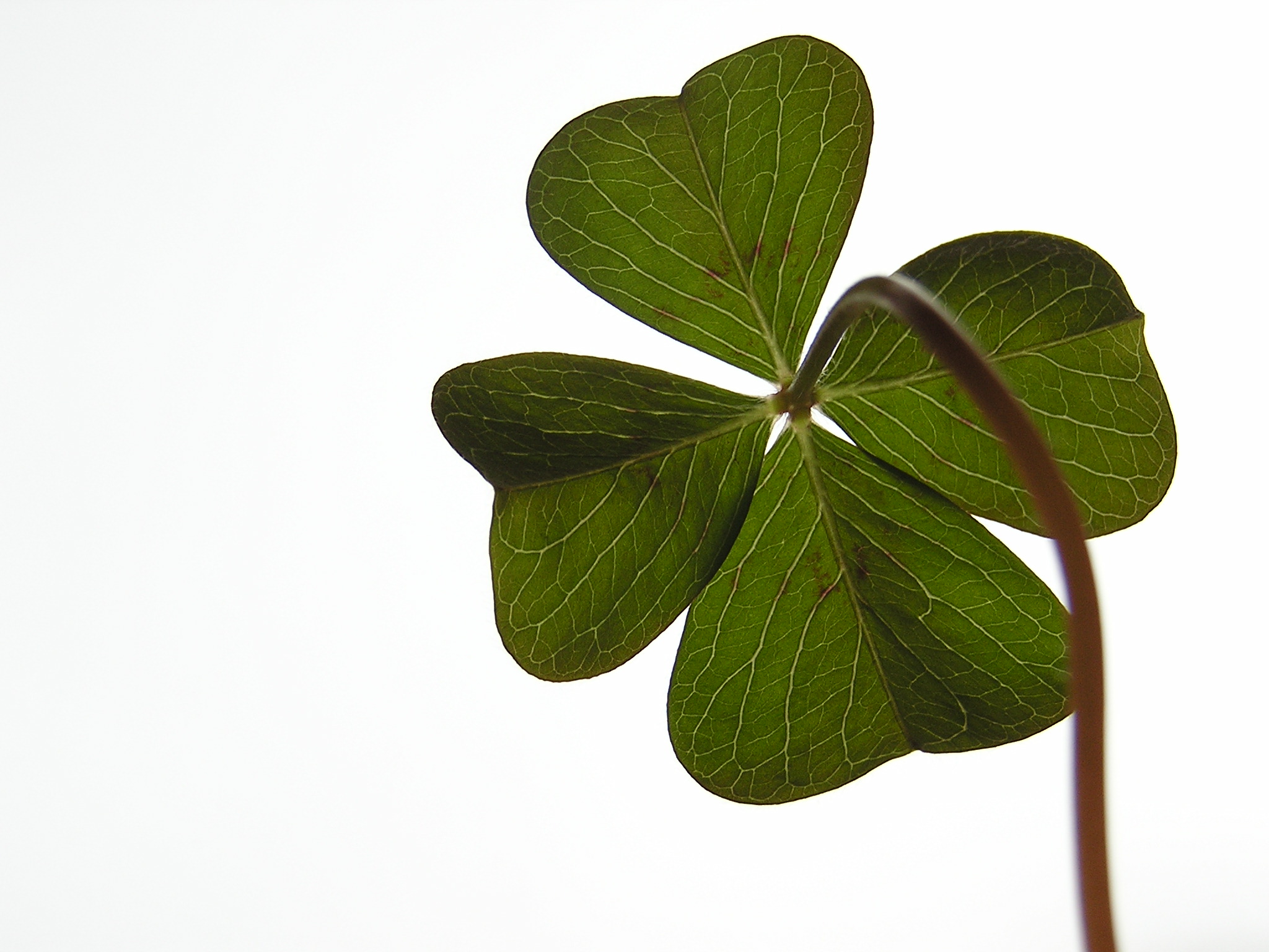 Facts About Four-Leaf Clovers: Why They're Lucky & How They Differ From  Shamrocks