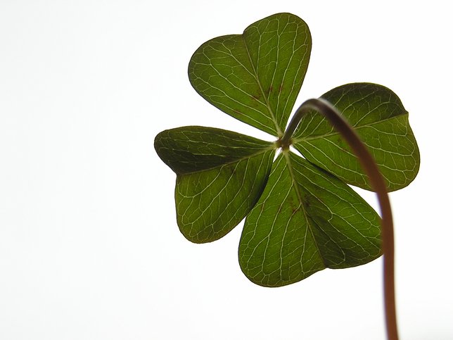 What To Do With A Four-Leaf Clover