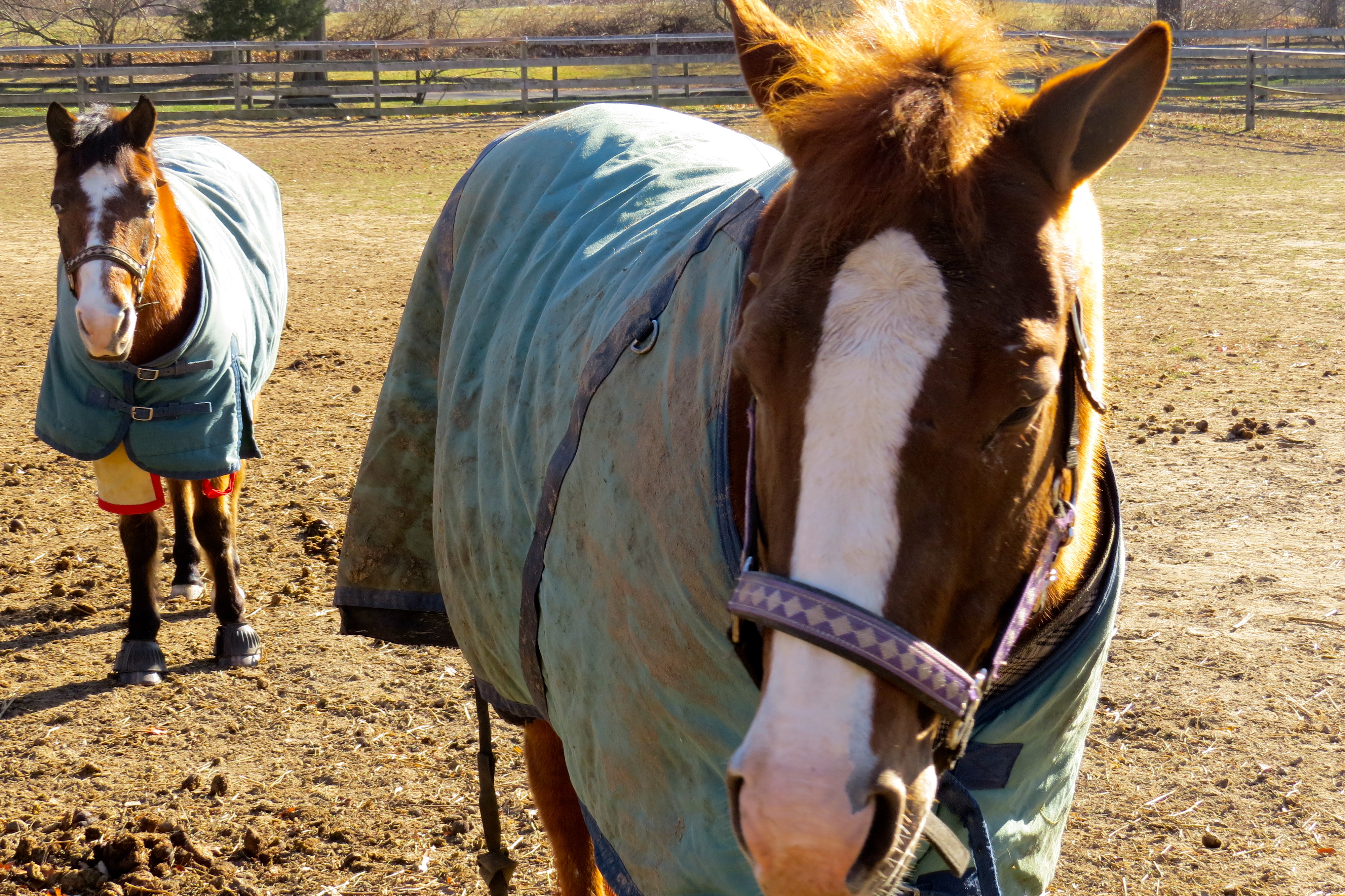 HorseAbility Creating Miracle Moments Using Therapeutic Horse Riding