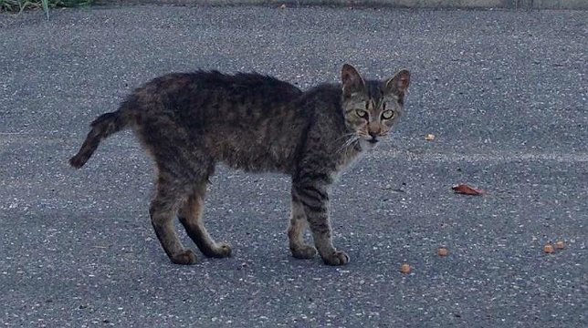 A Look At Long  Island  s Growing Feral Cat  Epidemic What 