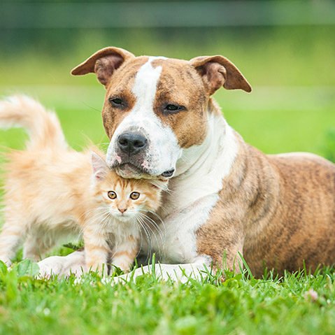 Seven Tips For Adopting The Perfect Pet For Your Family Longisland Com