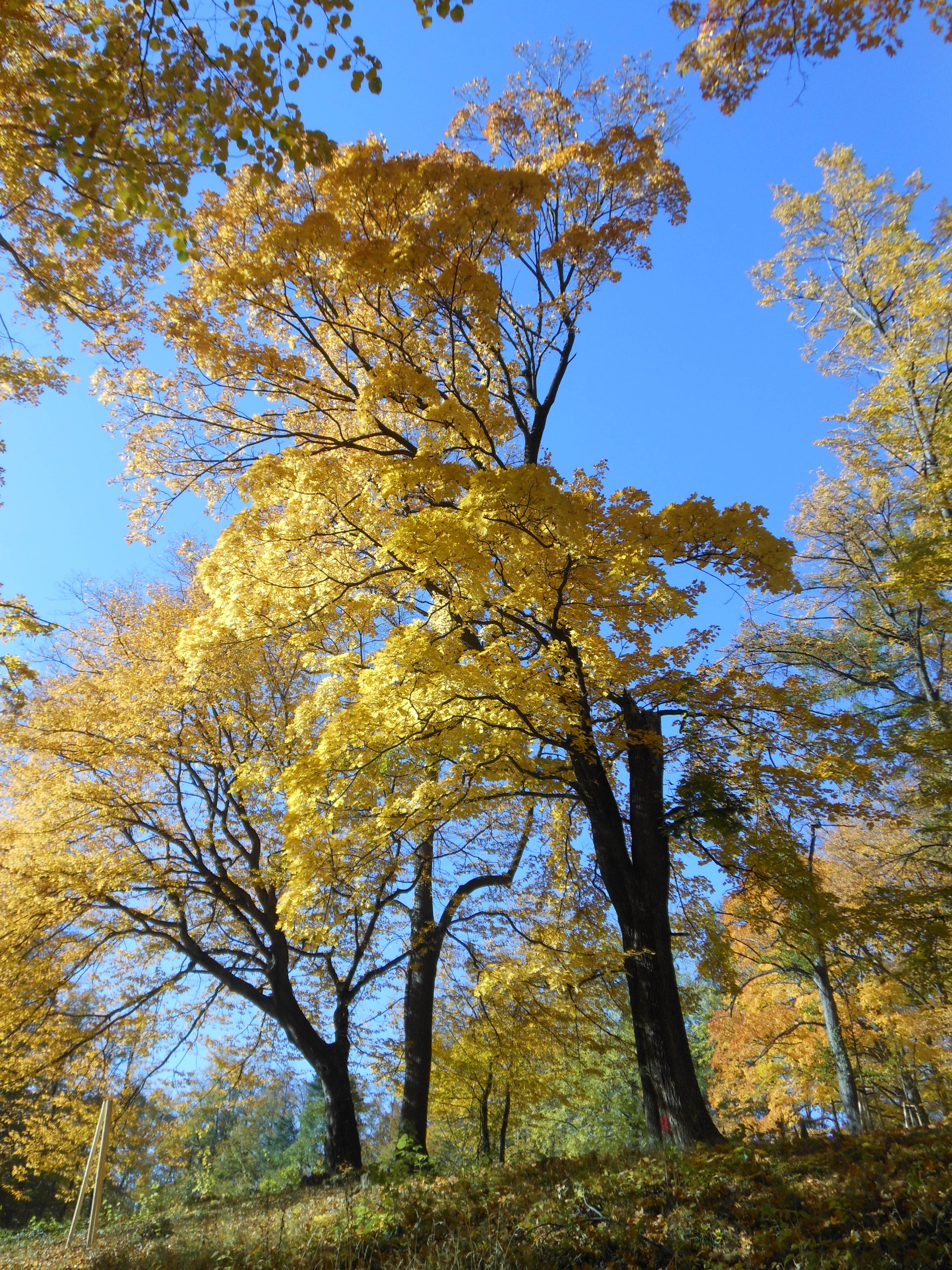 Changing Colors Fall  Foliage Viewing Guide LongIsland com