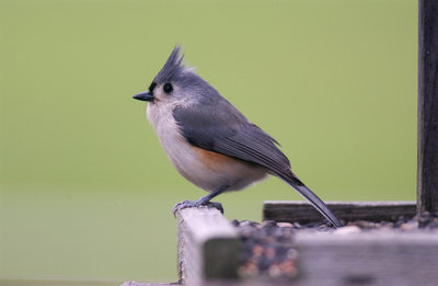 Buying Feeders is for the Birds Try these Great DIY 