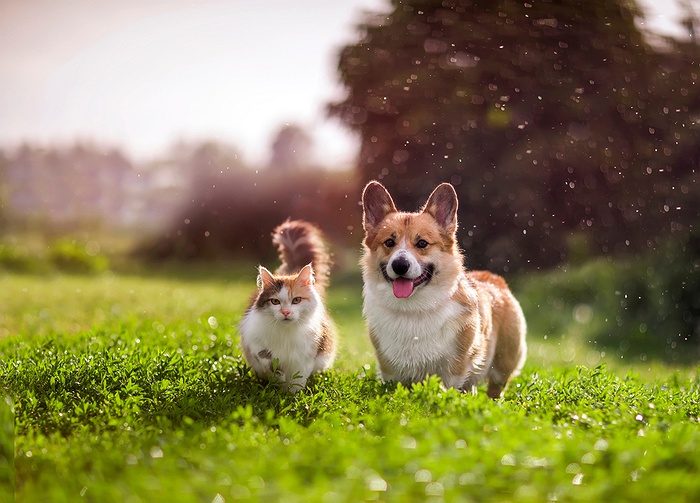 Nassau County SPCA Offers Springtime Pet Tips