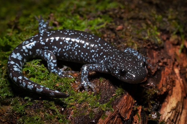 Leads Andy in Sabin Bridgehampton Search Herpetologist Blue-Spotted Salamander Night