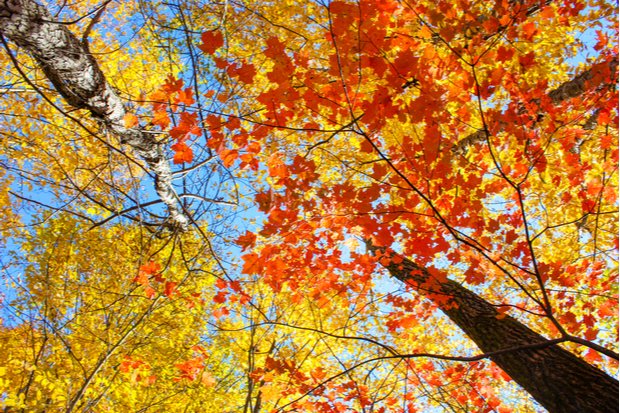 Five Great Places to See Fall Foliage on Long Island | LongIsland.com