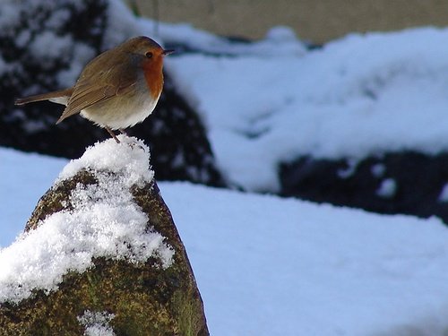 The 18th Annual Great Backyard Bird Count And Where To Bird Watch