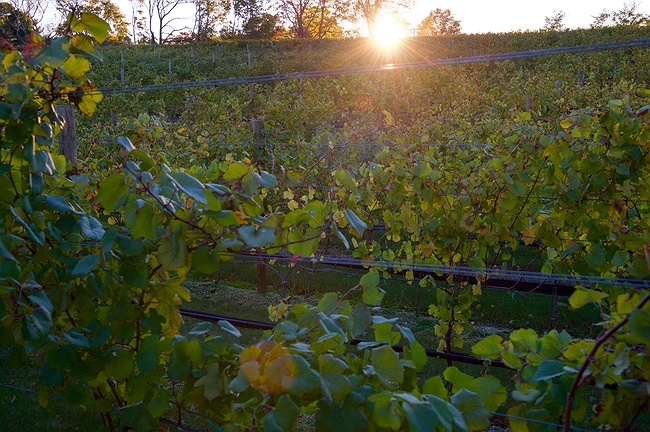 Del Vino Vineyards in Long Island, Northport, NY