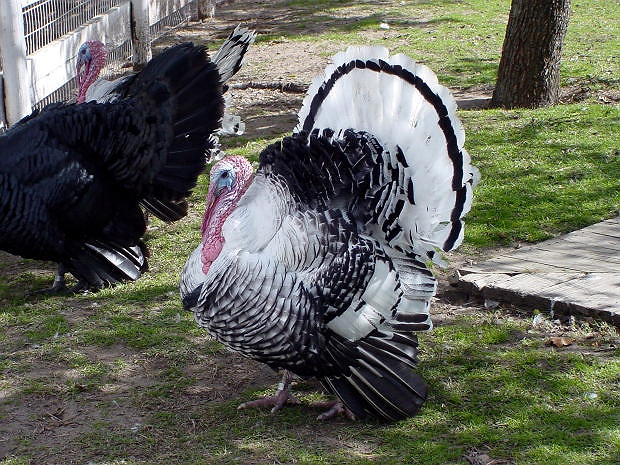 36th Annual Garden City Turkey Trot
