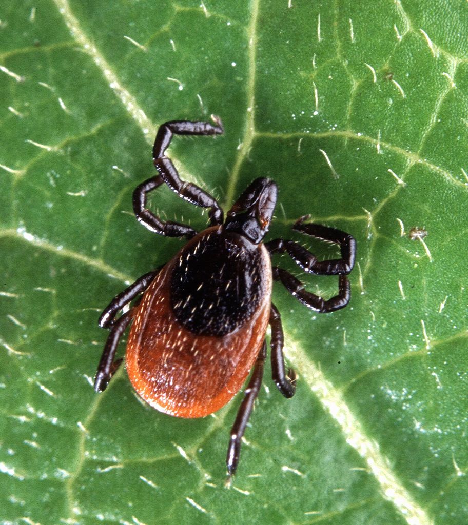 Lyme Disease A Guide To Lyme Disease Detection And Prevention