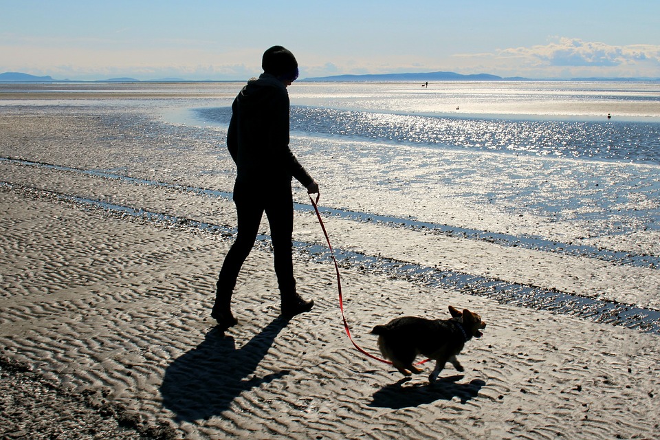 dog walking beaches near me