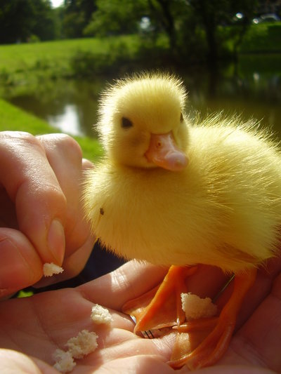 Best Places to See Baby Animals This Spring - Family-Friendly Fun at Local  Farms and Nature Centers! 